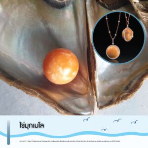 ไข่มุกเมโล (Melo Pearl) อัญมณีจากสิ่งมีชีวิต