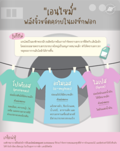 เอนไซม์ พลังจิ๋วขจัดคราบในผงซักฟอก