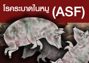 โรคระบาดในหมู (ASF)